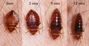 bed-bug-feeding-Whitney-Cranshawb